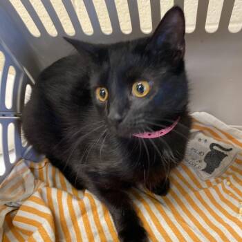 Domestic Short Hair Cats Available for Adoption in Memphis, Tennessee - Sushi | PetCurious