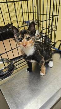 Domestic Short Hair Cats Available for Adoption in Crossville, Tennessee - Frosted Flakes | PetCurious