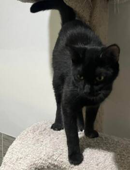 Rescue Domestic Short Hair Cats for Adoption in Mitchell, South Dakota - Remy - Black Kitten In Foster Care | PetCurious