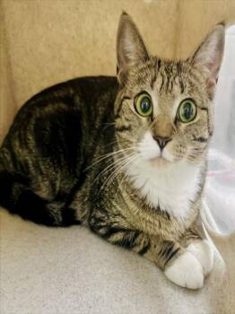 ORIGINAL COPY -  Domestic Short Hair Cat for Adoption in Derwood, Maryland - ORIGINAL COPY | PetCurious