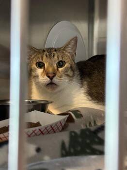 Domestic Short Hair Cats Available for Adoption in Columbia, Tennessee - Aldo | PetCurious