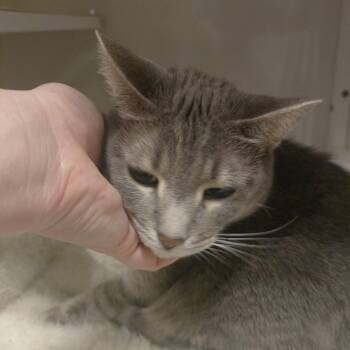 Ash -  Domestic Short Hair Cat for Adoption in Brevard, North Carolina - Ash | PetCurious