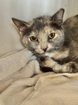 Rescue Dilute Calico Cats for Adoption in Memphis, Tennessee - Puddin | PetCurious