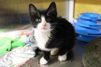 Domestic Short Hair Cats Available for Adoption in Kansas City, Missouri - Zane | PetCurious