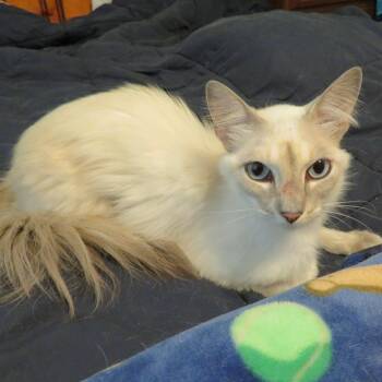 Mayo 22752 -  Siamese Cat for Adoption in Minneapolis, Minnesota - Mayo 22752 | PetCurious