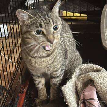 Howler -  Tabby Cat for Adoption in Winnipeg, Manitoba - Howler | PetCurious