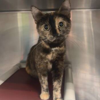 Domestic Short Hair Cats Available for Adoption - Eloise - Petsmart Belleville | PetCurious