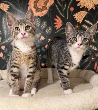 Edie & Mink -  Domestic Short Hair Cat for Adoption - Edie & Mink | PetCurious