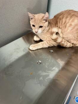 Domestic Short Hair Cats Available for Adoption - BLONDIE | PetCurious