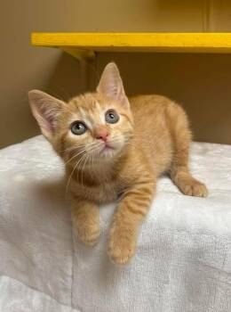 Cancer -  Domestic Short Hair Cat for Adoption in Maryville, Missouri - Cancer | PetCurious