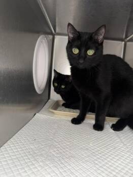 Pillow -  Domestic Short Hair Cat for Adoption in Hobbs, New Mexico - Pillow | PetCurious