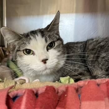 Rescue Domestic Short Hair Cats for Adoption in Wheaton, Illinois - Aisha (Bashful Buddy) | PetCurious