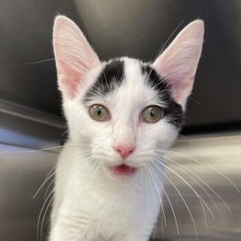 Domestic Short Hair Cats Available for Adoption in Enfield, New Hampshire - Casper | PetCurious