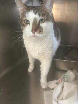 Charles -  Domestic Short Hair Cat for Adoption in Pine Grove, Pennsylvania - Charles | PetCurious