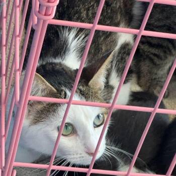 Domestic Short Hair Cats Available for Adoption - Fawn | PetCurious