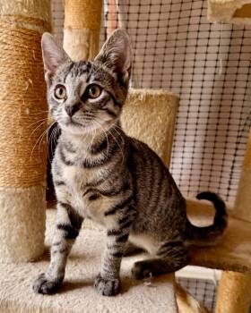 Cornichon -  Domestic Short Hair Cat for Adoption in San Juan Capistrano, California - Cornichon | PetCurious