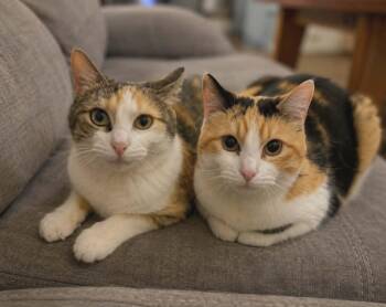 Tina & Tenne -  Domestic Medium Hair Cat Available for Adoption in Overland Park, Kansas - Tina & Tenne | PetCurious