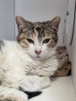 Domestic Short Hair Cats Available for Adoption in Indianapolis, Indiana - LUNA | PetCurious