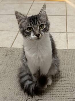Canasta -  Domestic Medium Hair and Tabby Cat for Adoption in Chattanooga, Tennessee - Canasta | PetCurious