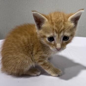 Peter 2 -  Domestic Short Hair Cat for Adoption in Tampa, Florida - Peter 2 | PetCurious