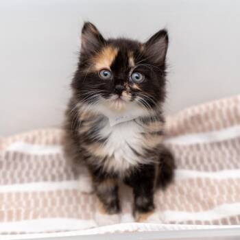 Notebook -  Domestic Long Hair Cat for Adoption in New York, New York - Notebook | PetCurious