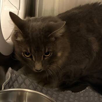 Fergus -  Domestic Long Hair Cat Available for Adoption in Winston-salem, North Carolina - Fergus | PetCurious