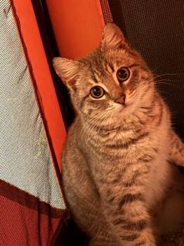Tabby Cats Available for Adoption - Kiwi Napa | PetCurious