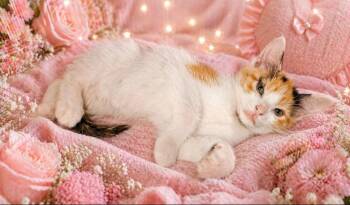 Domestic Short Hair Cats Available for Adoption in Washington Court House, Ohio - Bitzy | PetCurious