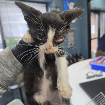 Capone -  Domestic Short Hair Cat for Adoption in Newark, New Jersey - Capone | PetCurious