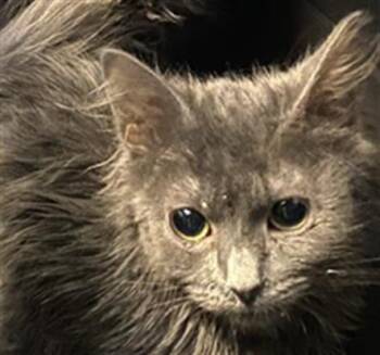 A122340 -  Domestic Long Hair Cat for Adoption in West Valley City, Utah - A122340 | PetCurious