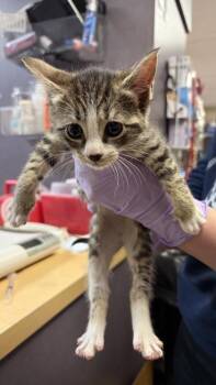 Ganges -  Domestic Short Hair Cat for Adoption in West Chester, Pennsylvania - Ganges | PetCurious