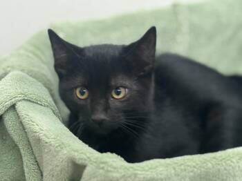 Rescue Domestic Short Hair Cats for Adoption in Sonora, California - Gerol | PetCurious