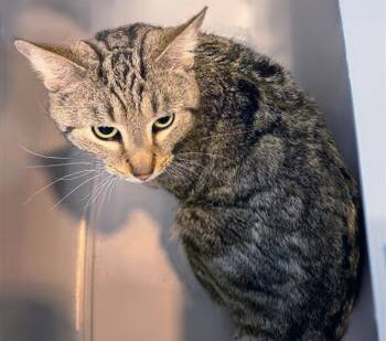 Boeing -  Domestic Short Hair Cat for Adoption in Nashville, Tennessee - Boeing | PetCurious