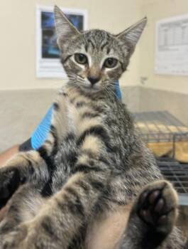 Baylee -  Domestic Short Hair Cat for Adoption in Honolulu, Hawaii - Baylee | PetCurious