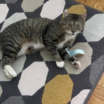 Rescue Domestic Short Hair Cats for Adoption - Rim | PetCurious