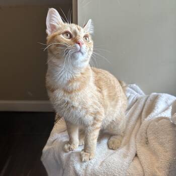 Kimchi and Katsu -  Domestic Short Hair Cat for Adoption in Falmouth, Massachusetts - Kimchi And Katsu | PetCurious