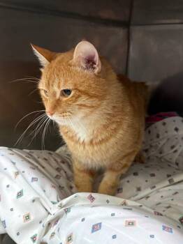 Justice -  Domestic Short Hair Cat for Adoption in Syracuse, Indiana - Justice | PetCurious