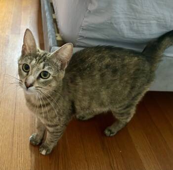 Rescue Domestic Short Hair Cats for Adoption in Westwood, New Jersey - Thalia | PetCurious
