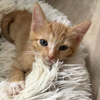 Pumpkin -  Domestic Short Hair Cat for Adoption in Los Angeles, California - Pumpkin | PetCurious