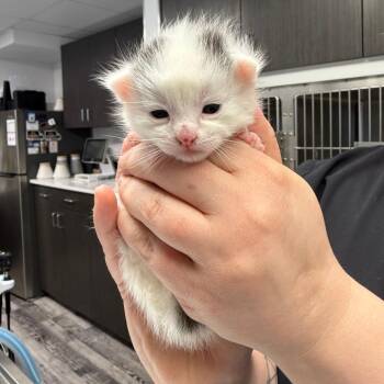 Domestic Short Hair Cats Available for Adoption in St. Louis, Missouri - Alexandrite | PetCurious