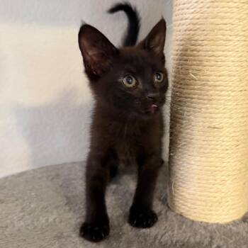 Patrick -  Domestic Short Hair Cat for Adoption in Midland, Texas - Patrick | PetCurious