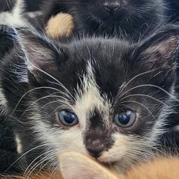 Deedee -  Domestic Short Hair Cat for Adoption in Montgomery, Alabama - Deedee | PetCurious