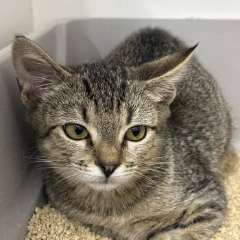 Chipmunk -  Domestic Short Hair Cat for Adoption in Clearwater, Florida - Chipmunk | PetCurious