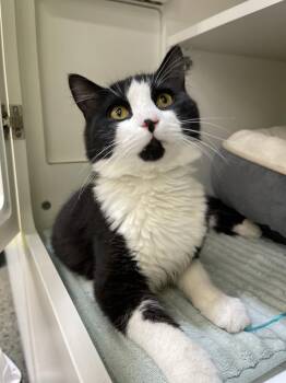 Domestic Medium Hair Cats Available for Adoption - Travertine 0338 | PetCurious