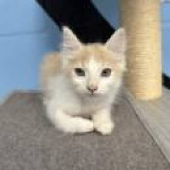 Alien -  Domestic Short Hair Cat for Adoption in Tallahassee, Florida - Alien | PetCurious