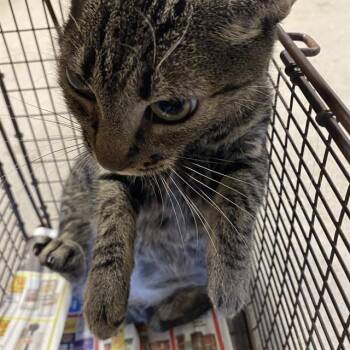Rescue Domestic Short Hair Cats for Adoption in Modesto, California - A603804 | PetCurious