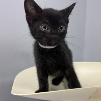 Domestic Short Hair Cats Available for Adoption in Columbus, Georgia - Regulus | PetCurious