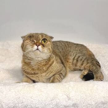 Bonnie -  Scottish Fold Cat for Adoption in East Hampton, New York - Bonnie | PetCurious