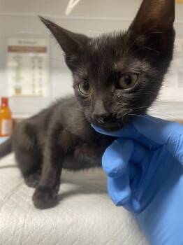 CATWOMAN -  Domestic Short Hair Cat for Adoption in Tallahassee, Florida - CATWOMAN | PetCurious
