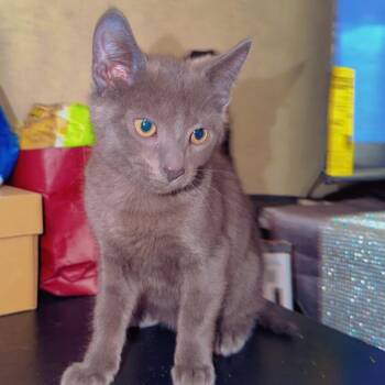 Moshi -  Domestic Short Hair Cat for Adoption in Newark, New Jersey - Moshi | PetCurious